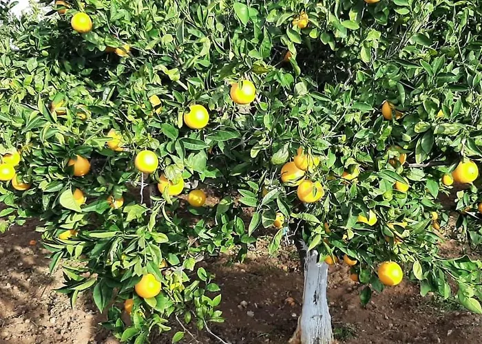 Gardenparadise Sifnaios In Paros * Kampos (Antiparos)