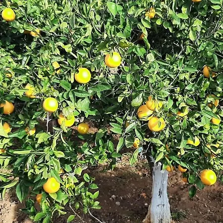 Gardenparadise Sifnaios In Paros * Kampos (Antiparos)