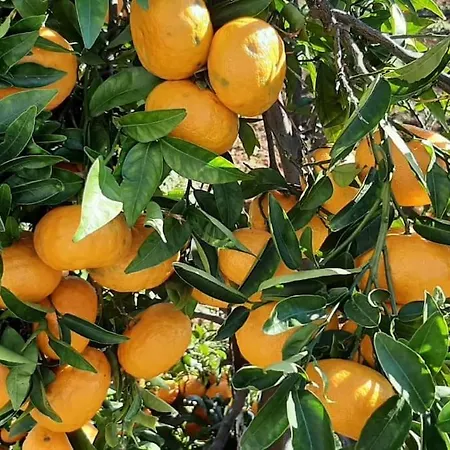 Gardenparadise Sifnaios In Paros * Kampos (Antiparos)