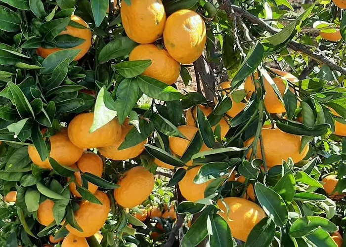 Gardenparadise Sifnaios In Paros * Kampos (Antiparos)